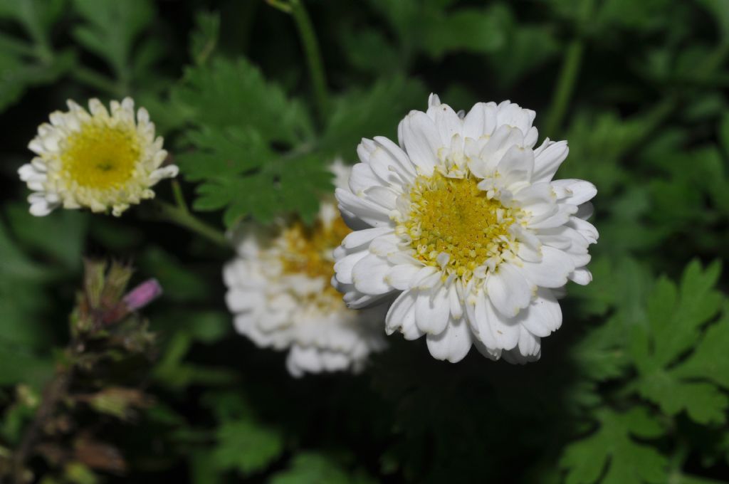 Tanacetum parthenium