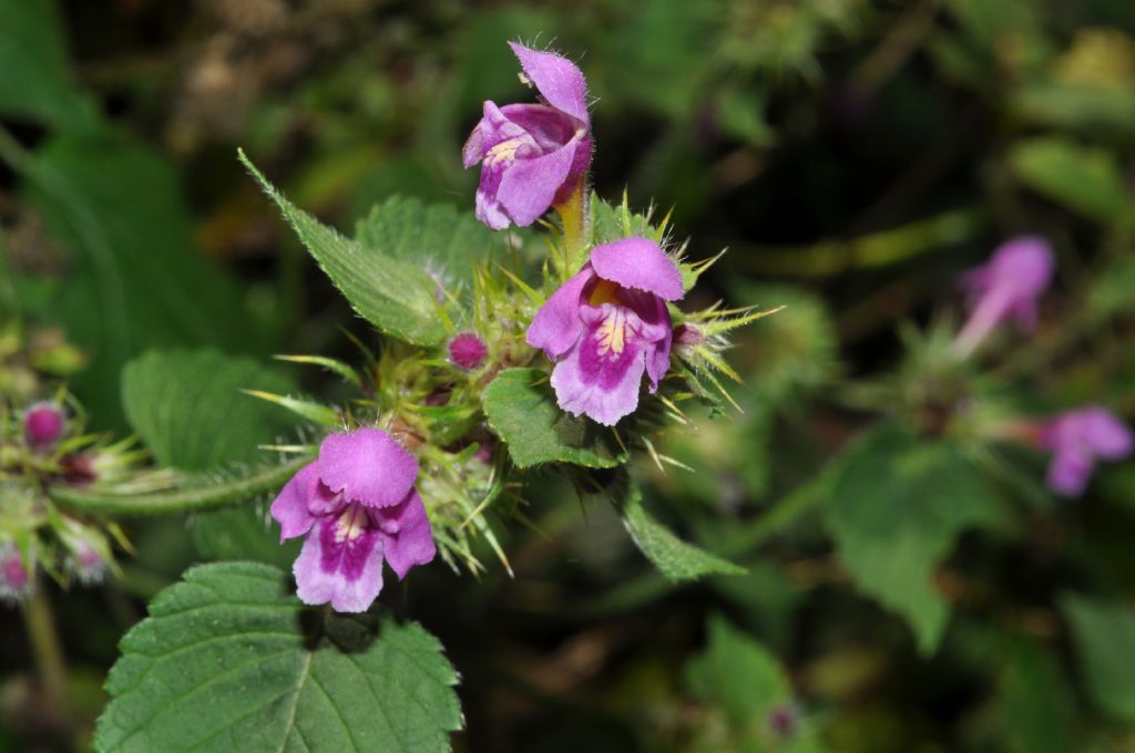 Lamiales da id - Galeopsis