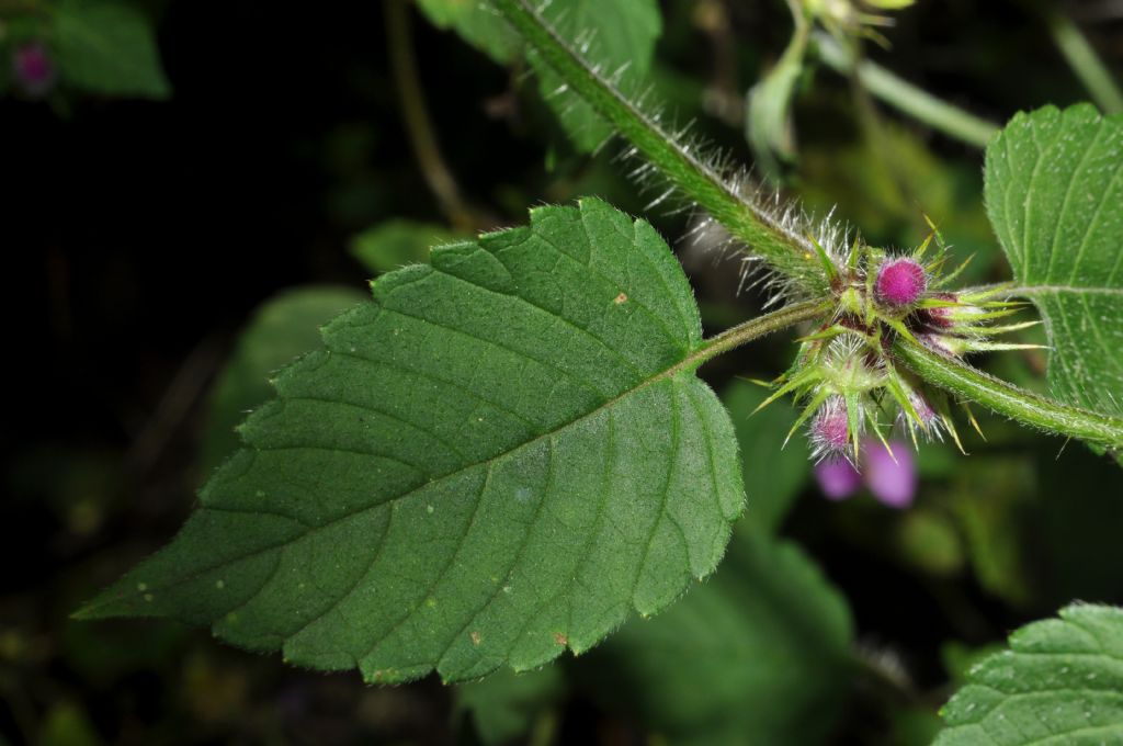 Lamiales da id - Galeopsis