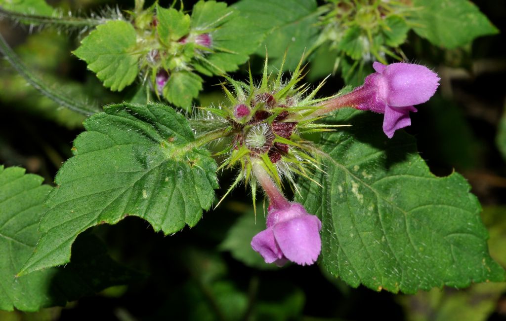 Lamiales da id - Galeopsis