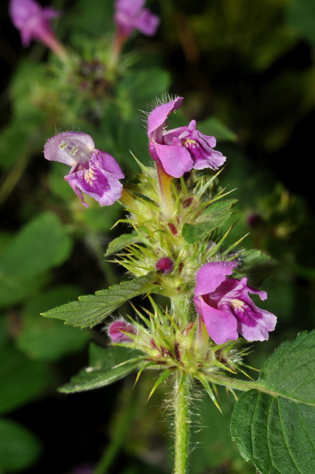 Lamiales da id - Galeopsis