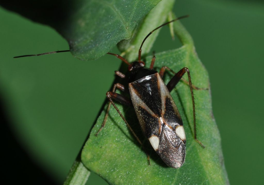 Miridae:  Adelphocoris reicheli