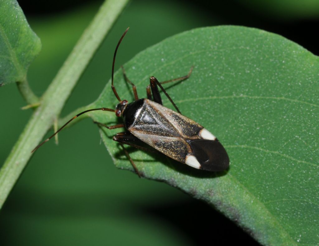 Miridae:  Adelphocoris reicheli