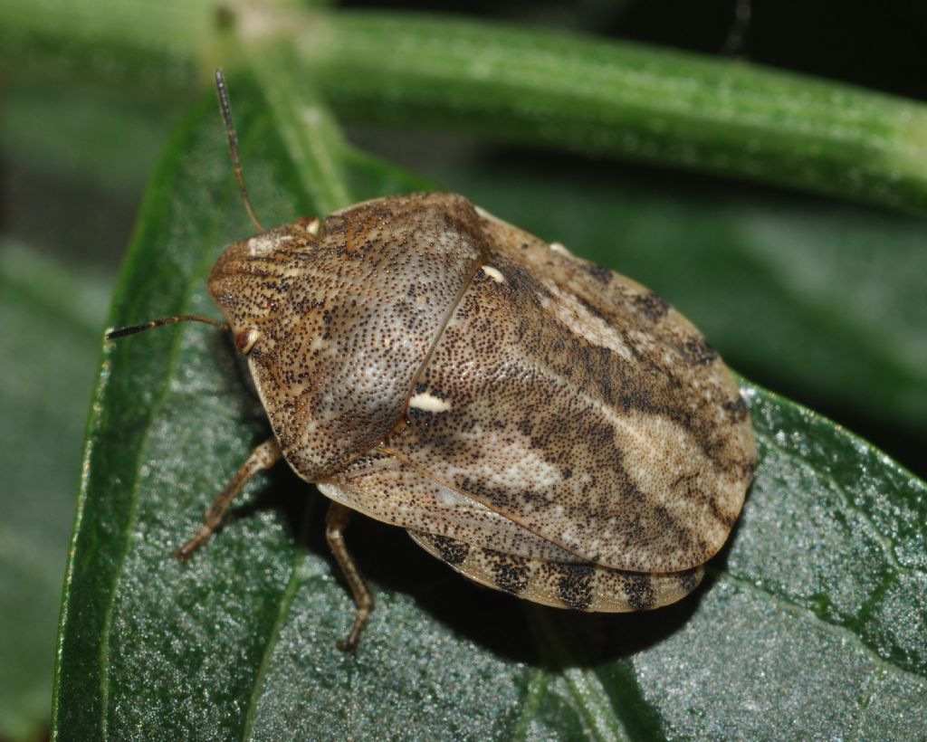 Scutelleridae:  Eurygaster maura