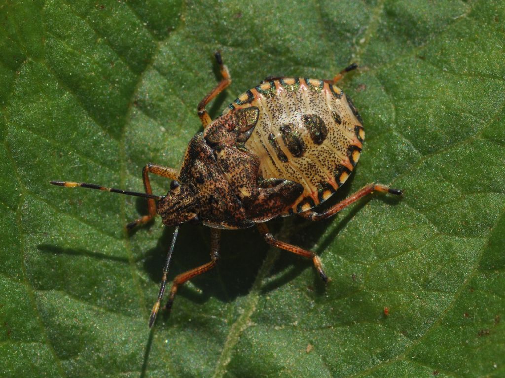 Pentatomidae: ninfa di Arma custos