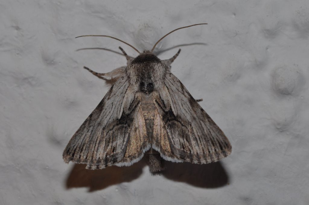 Noctuidae da id. - Calophasia platyptera