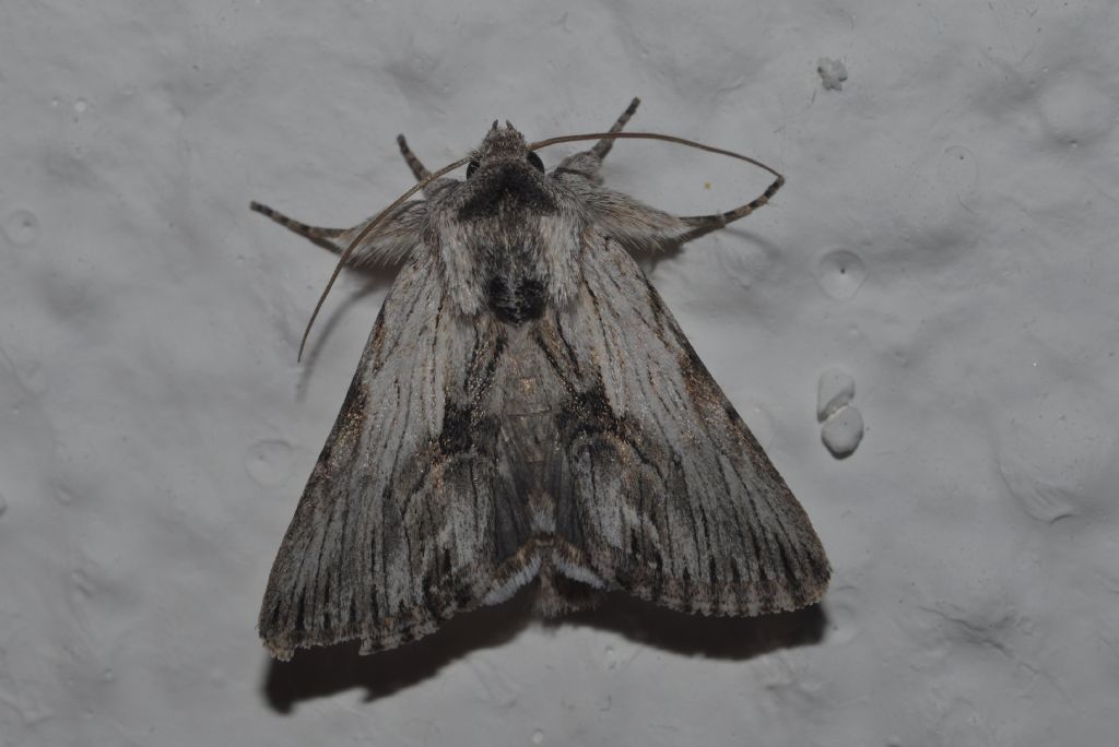 Noctuidae da id. - Calophasia platyptera