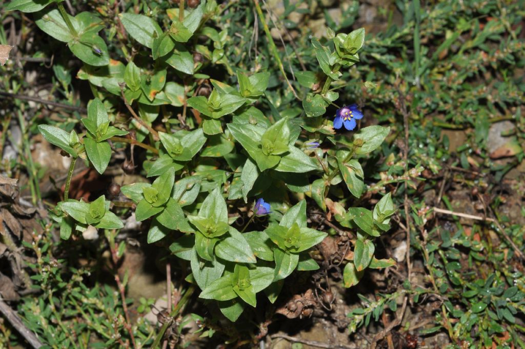 Lysimachia (=Anagallis) foemina / Centocchio azzurro