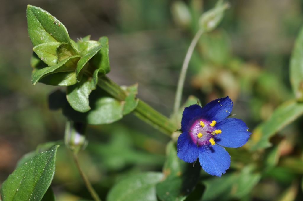 Lysimachia (=Anagallis) foemina / Centocchio azzurro