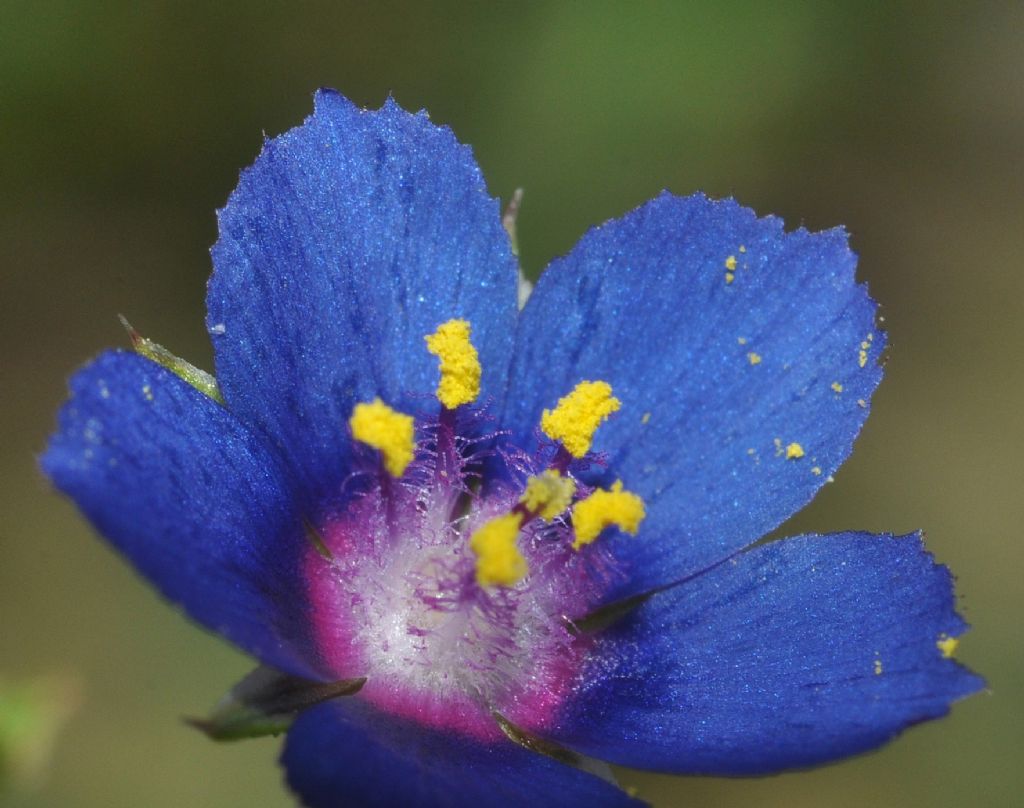 Lysimachia (=Anagallis) foemina / Centocchio azzurro