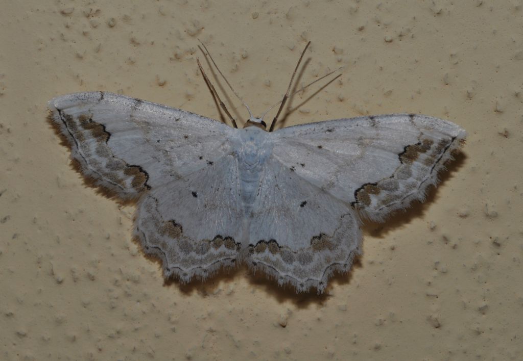 Geometridae da id: Scopula ornata