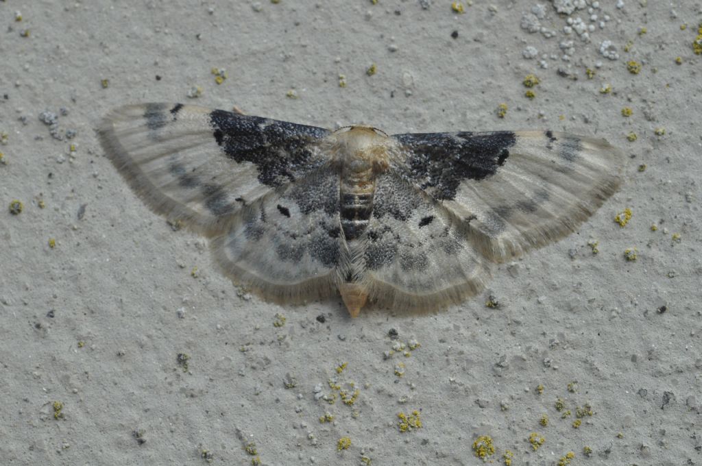 Geometridae da id (2) - Idaea filicata