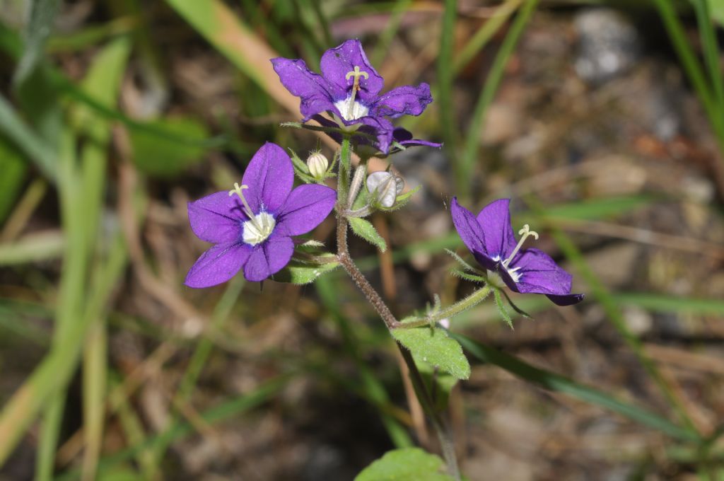 Legousia speculum-veneris