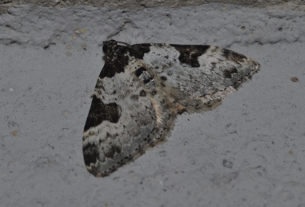 Geometridae da id (3) - Xanthorhoe fluctuata