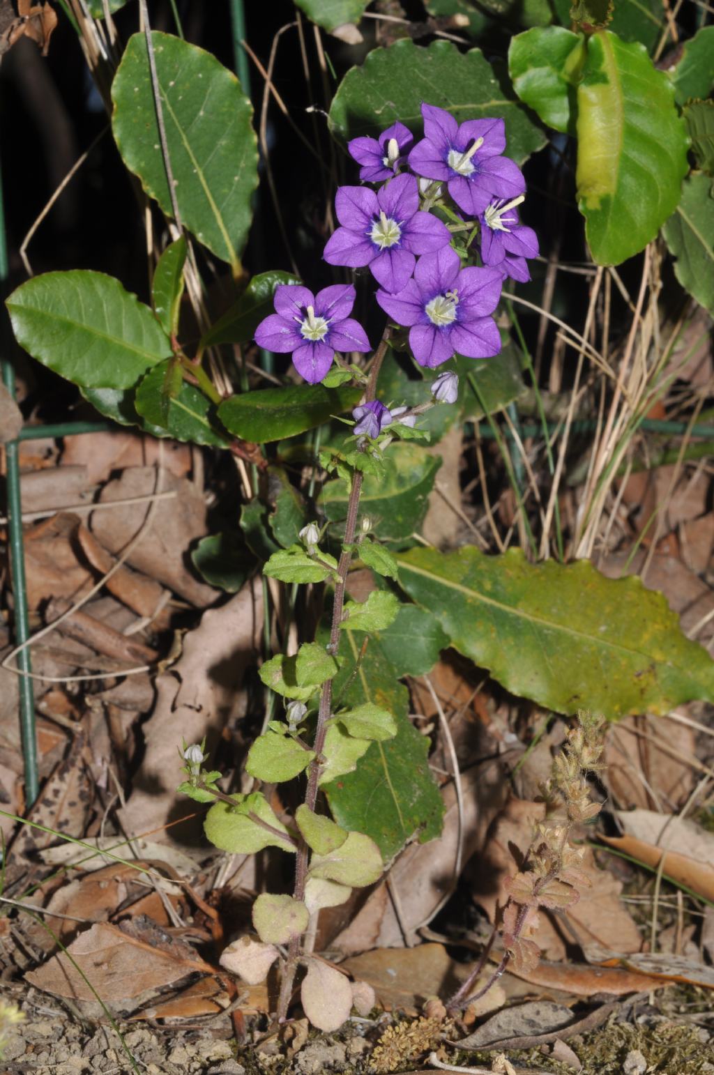 Legousia speculum-veneris