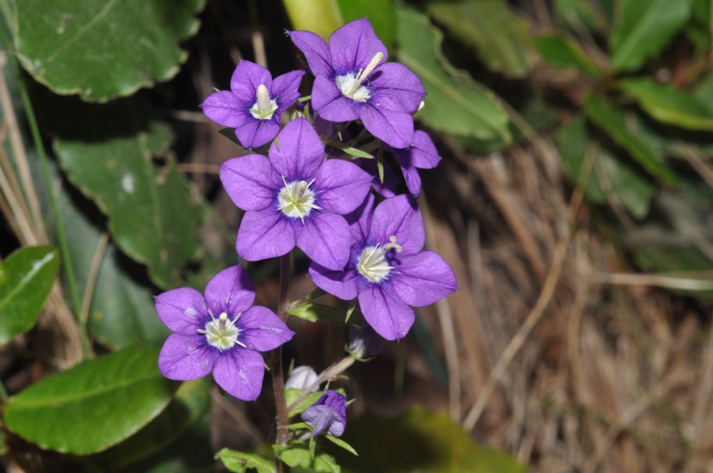 Legousia speculum-veneris