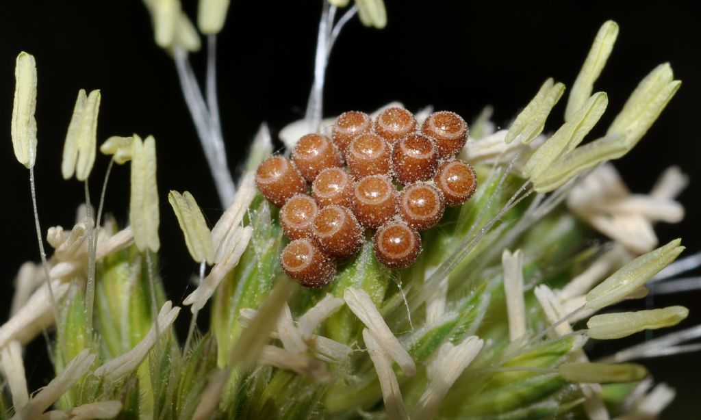 Uova di Carpocoris sp. e neanide di Palomena prasina