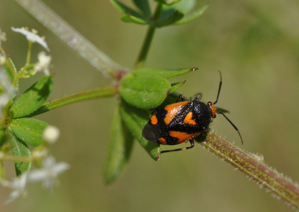 Miridae: Deraeocoris schach  - Cavriglia (AR)