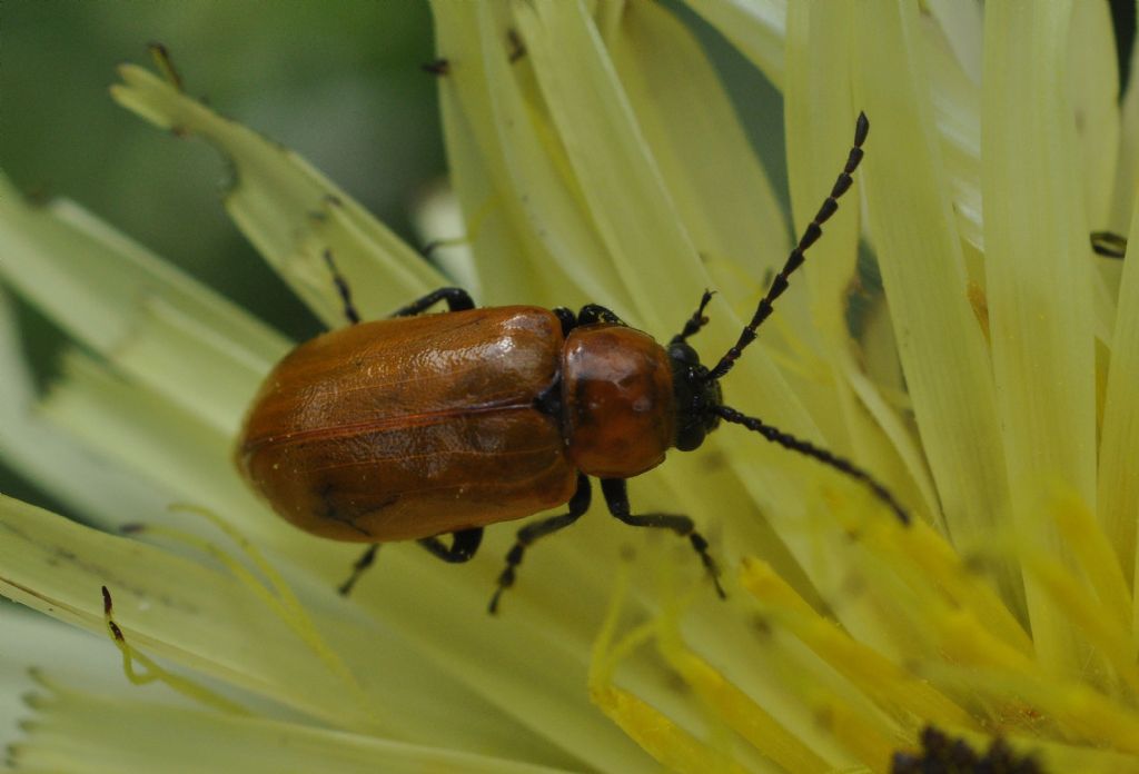 Chrysomelidae: Exosoma? s, E. lusitanicum.