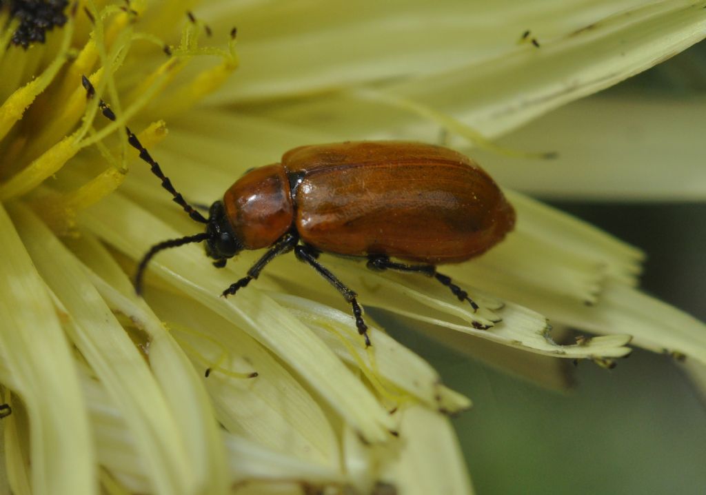 Chrysomelidae: Exosoma? s, E. lusitanicum.