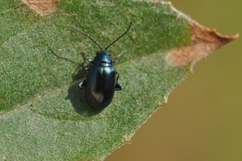 Chrysomelidae da id