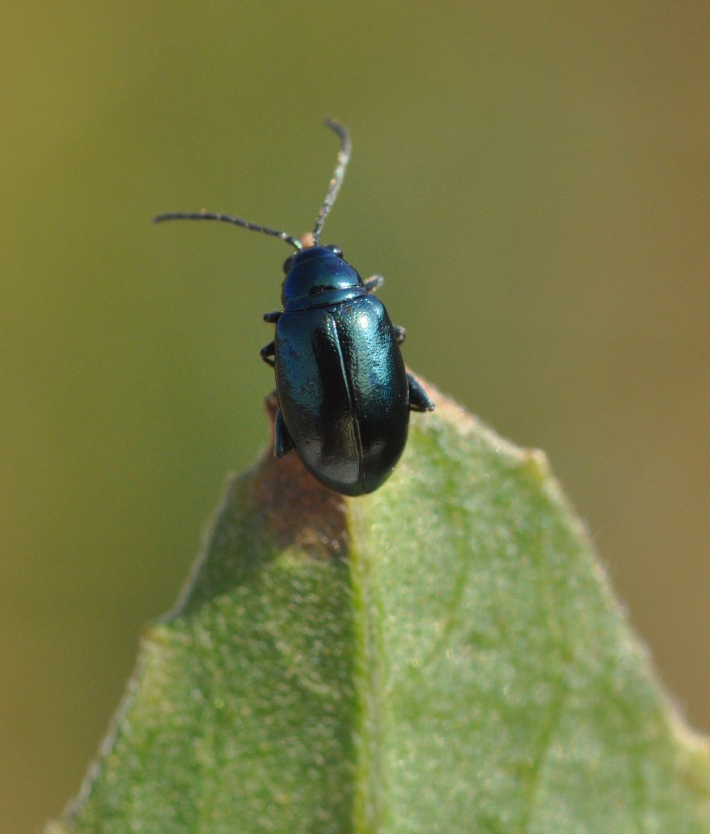 Chrysomelidae da id