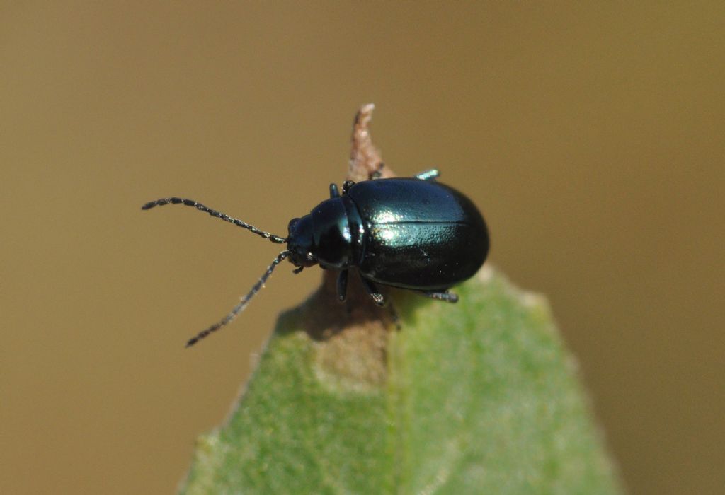 Chrysomelidae da id