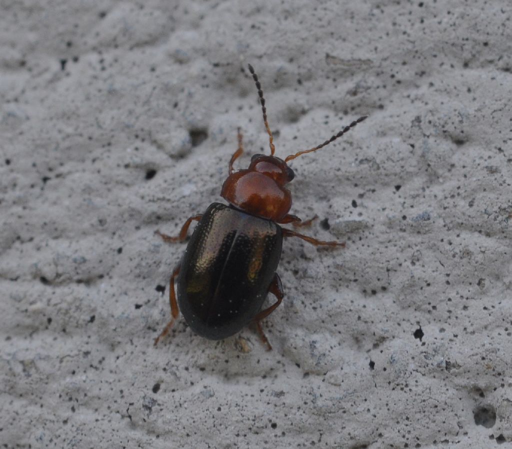 Podagrica malvae (cf.), Chrysomelidae