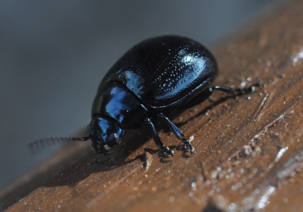 Chrysomelidae:  Chrysolina haemoptera