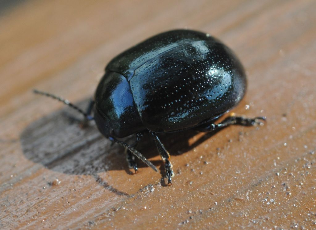 Chrysomelidae:  Chrysolina haemoptera