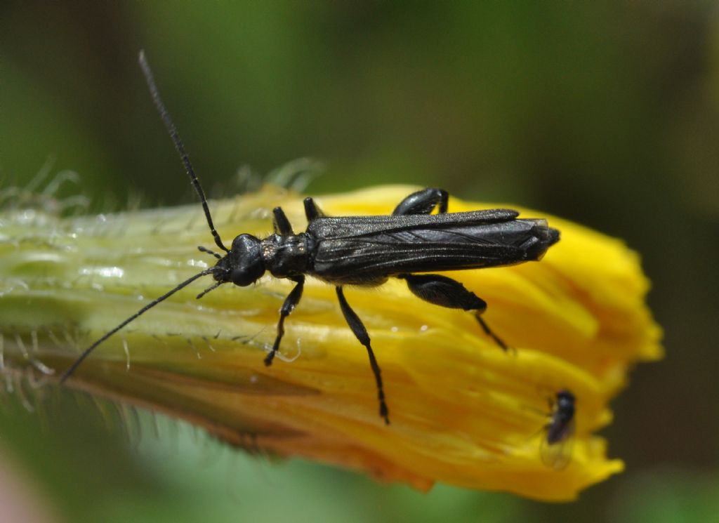 Oedemera atrata, maschio, Oedemeridae