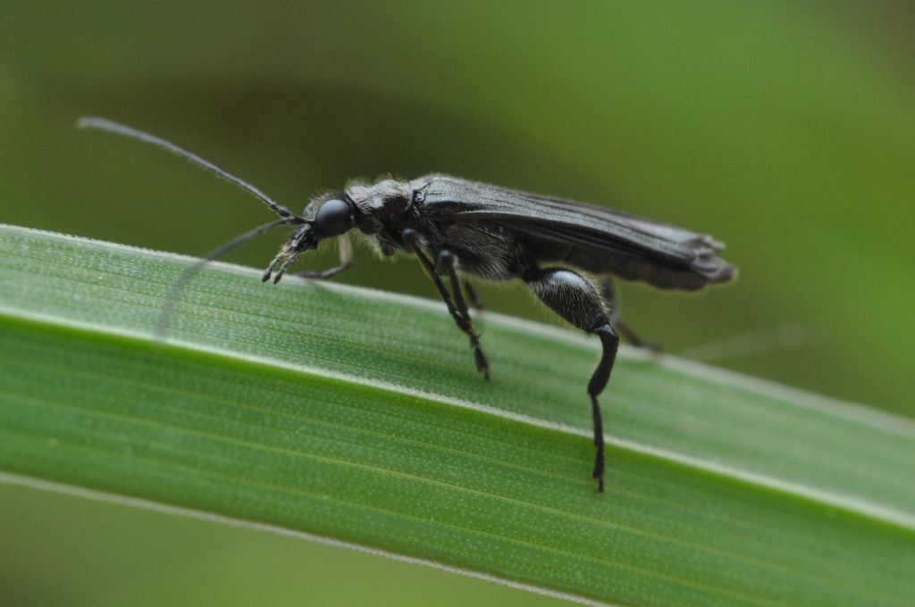 Oedemera atrata, maschio, Oedemeridae