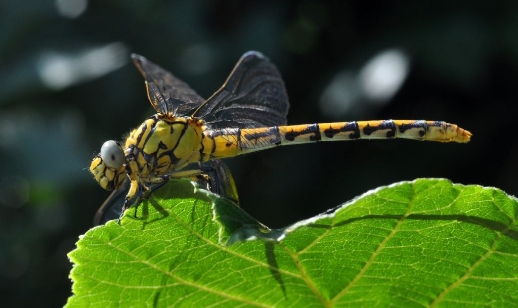 femmina di Onychogomphus forcipatus