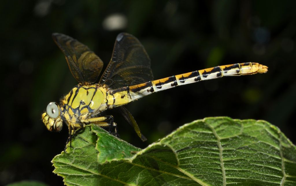 femmina di Onychogomphus forcipatus