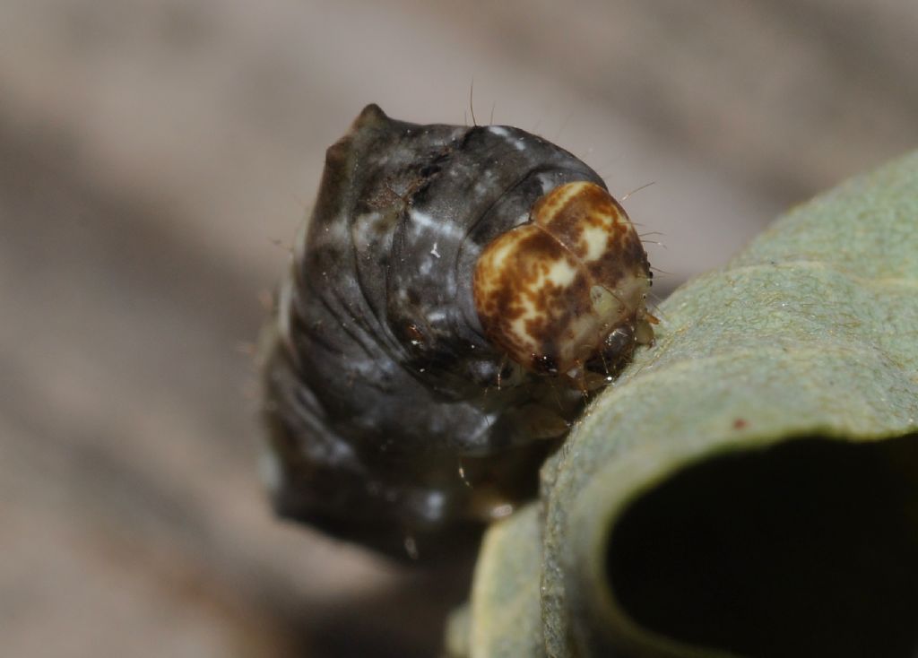 Bruco da id -  Thyatira batis