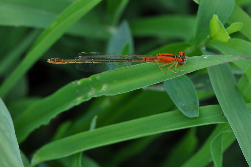 Ischnura pumilio: femmina immatura