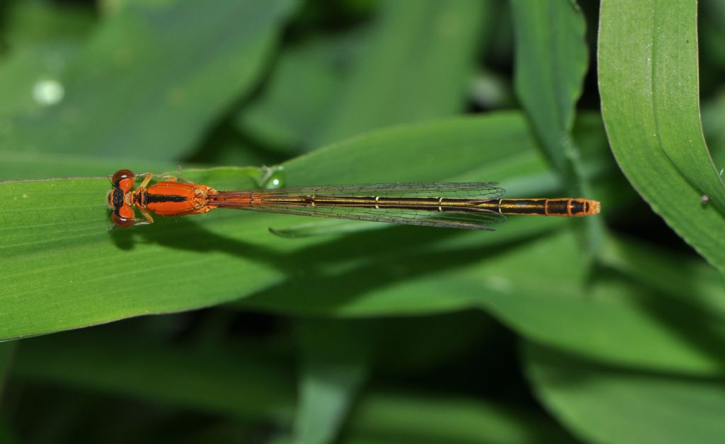 Ischnura pumilio: femmina immatura