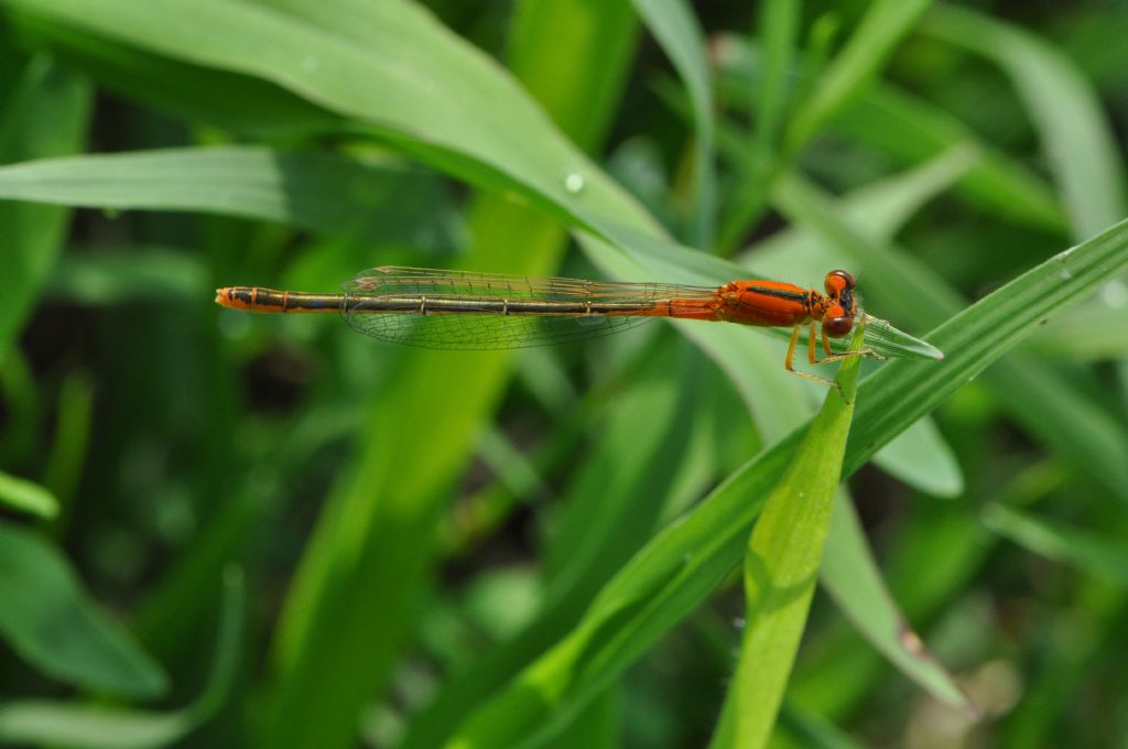 Ischnura pumilio: femmina immatura