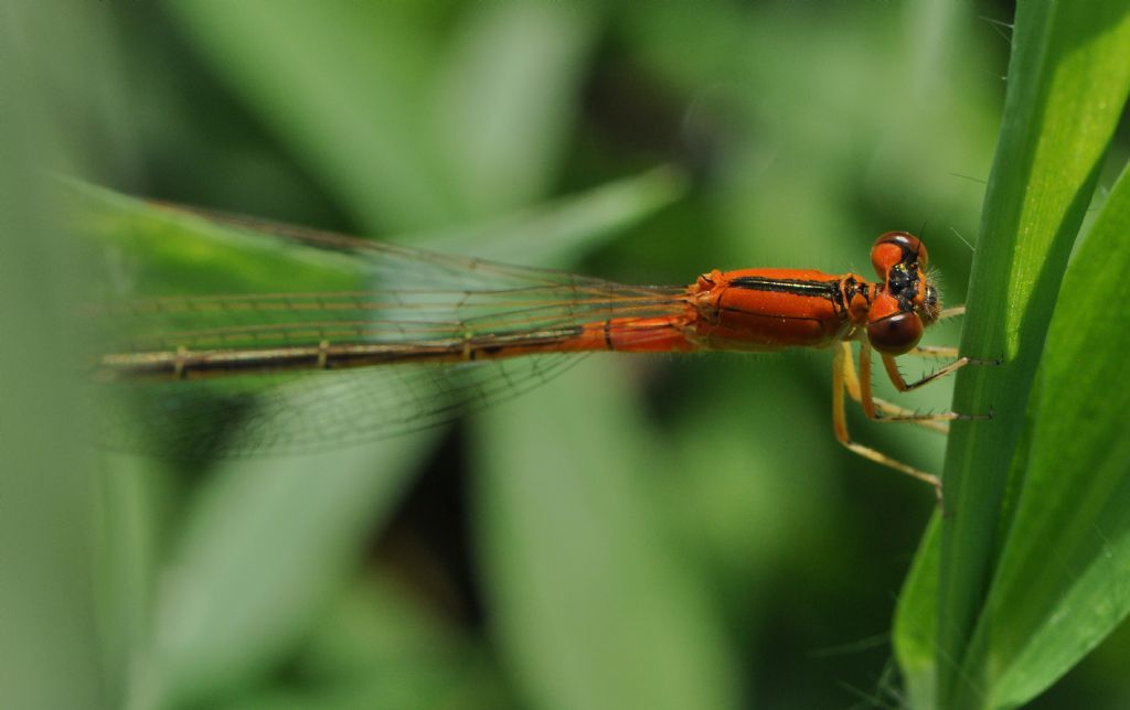 Ischnura pumilio: femmina immatura