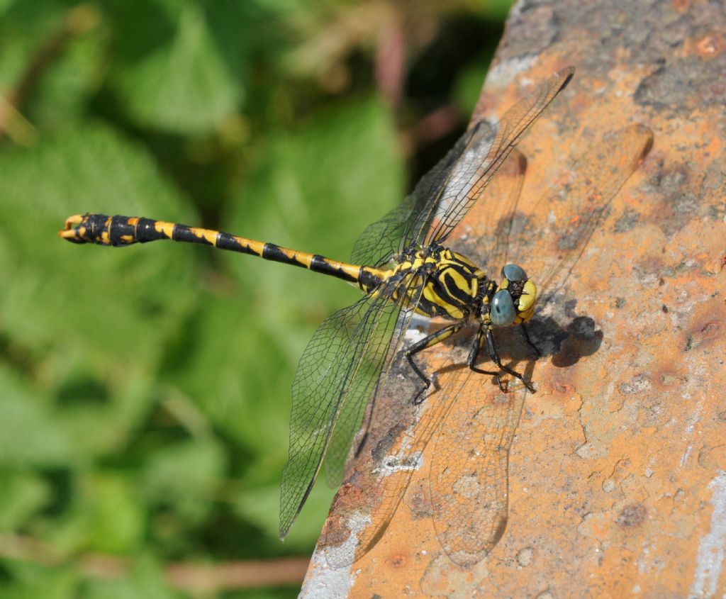 Onychogomphus: forcipatus o uncatus?