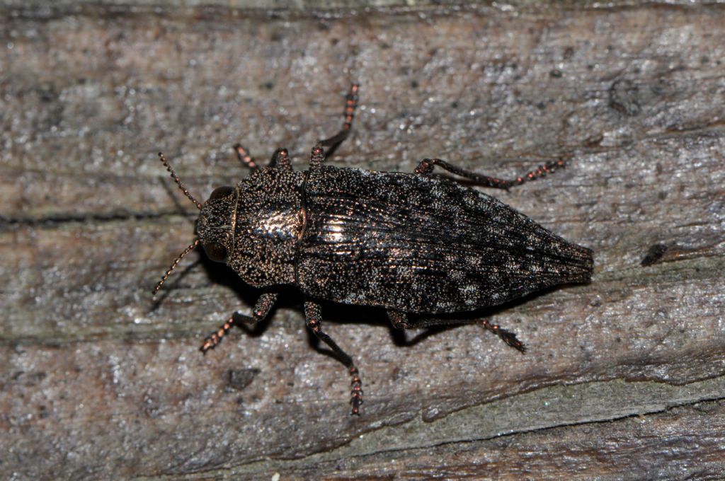 Buprestidae: Dicerca? S, Dicerca berolinensis