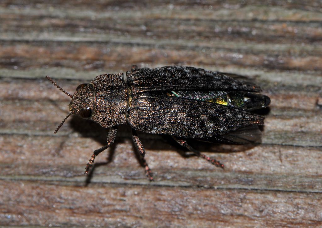 Buprestidae: Dicerca? S, Dicerca berolinensis