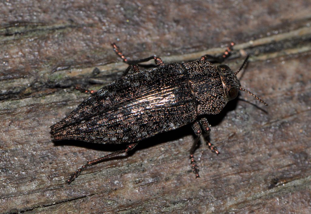 Buprestidae: Dicerca? S, Dicerca berolinensis