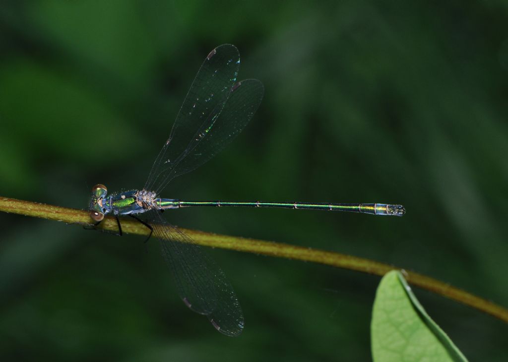 Lestes sponsa maschio