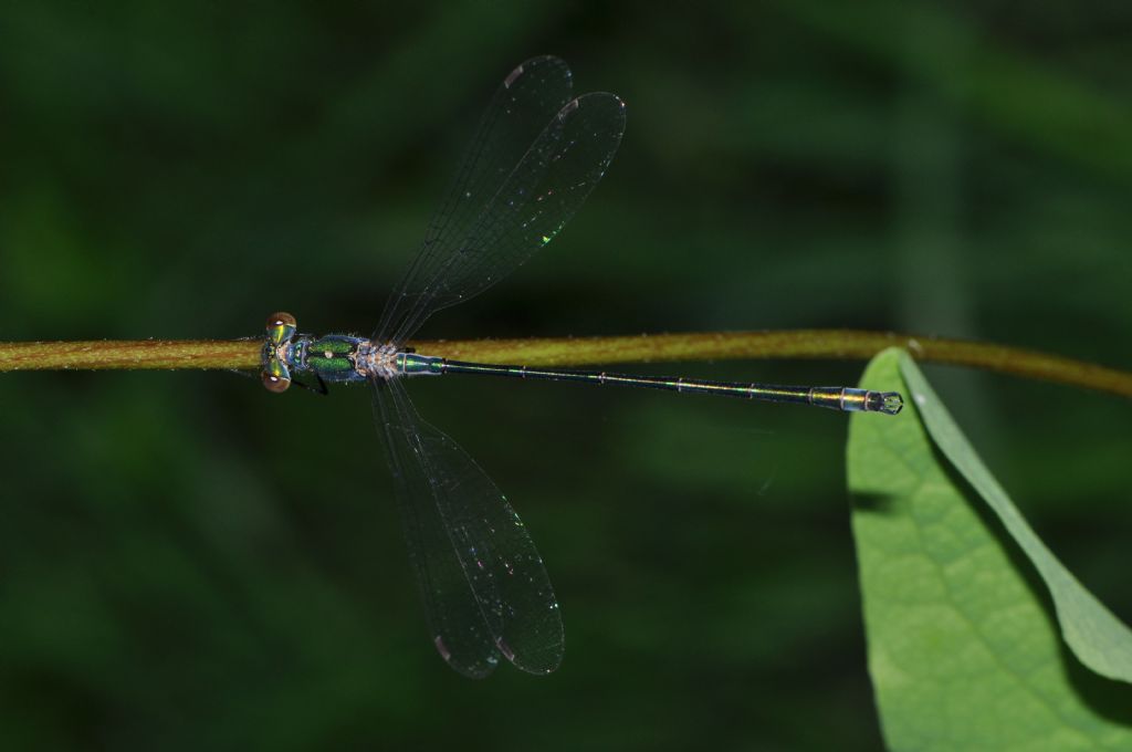 Lestes sponsa maschio