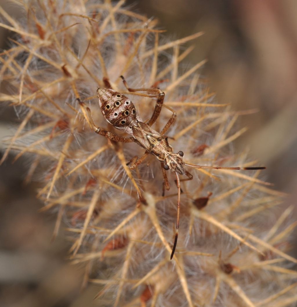 Alydidae: ninfa di Camptopus lateralis