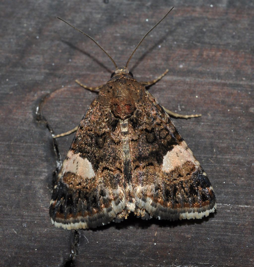 Noctuidae da id - Tyta luctuosa