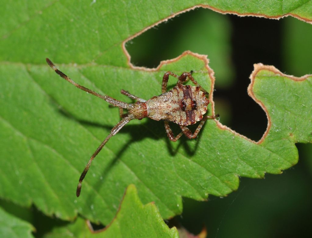 Coreidae: ninfa di...(1)