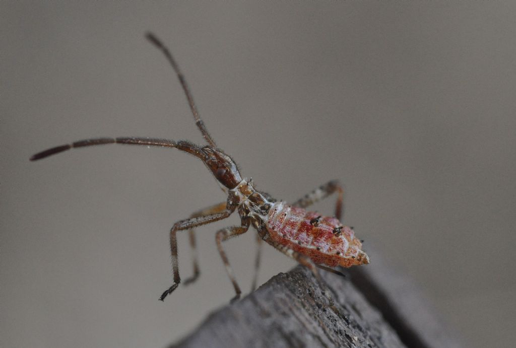 Coreidae: neanide di Leptoglossus occidentalis