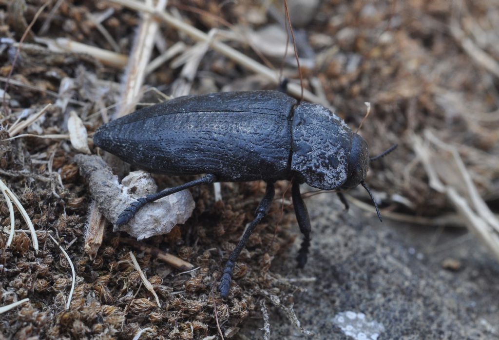 Buprestidae: Capnodis tenebrionis